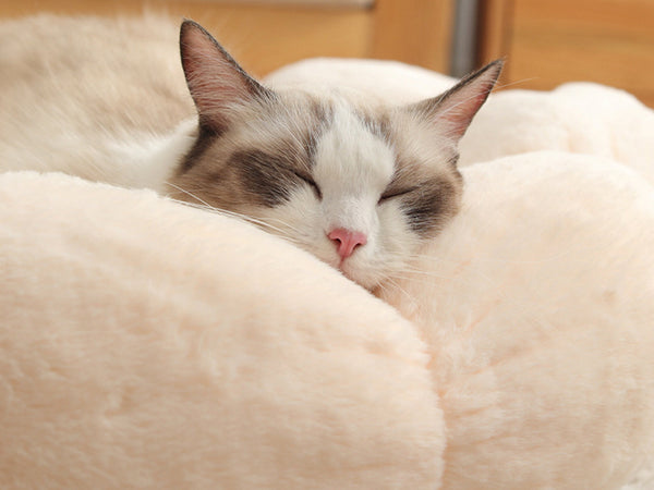 Round Flower Cat and Dog Bed, Plush Flower Padded Pet Cave