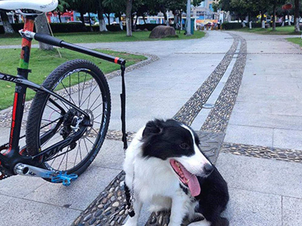 Cycling Dog Leash, Bike Riding Dog Leash, Hands Free Cycling Dog Walking Leash