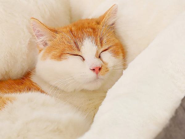 Snug Cat Crib, Soft Fleece Cat Cave, Calming Bed for Kittens